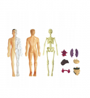 Modelo cuerpo humano 3d- CIEN