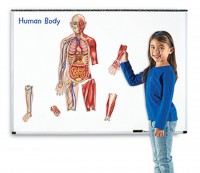 Cuerpo humano magnetico de dos planos - Learning resources