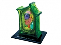 Modelo de anatomía de célula vegetal Famemaster 4D-Science 
