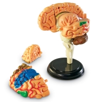 Modelo del cerebro - Learning Resources