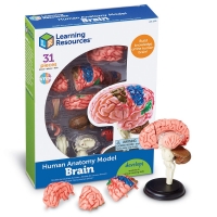 Modelo del cerebro - Learning Resources